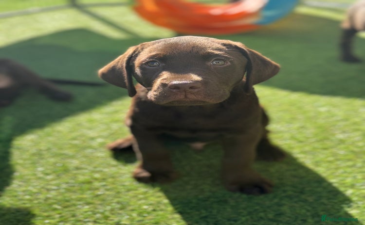 Labrador Retriever dogs - Advert 11