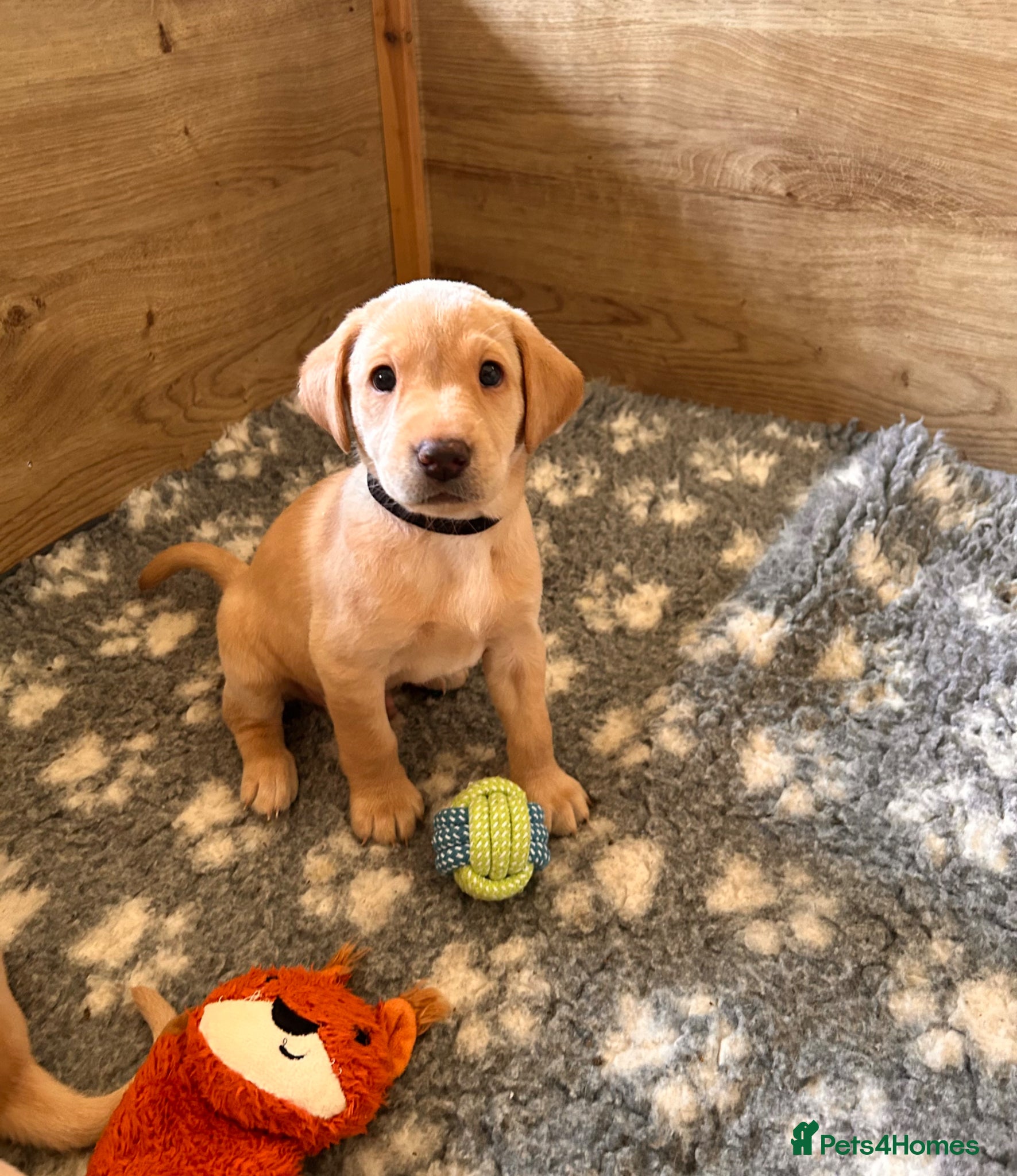 Labrador Retriever dogs Beautiful KC Reg Labrador Puppies: Ready 1st May - Advert 1