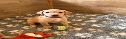 Labrador Retriever dogs for sale: Beautiful KC Reg Labrador Puppies: Ready 1st May - Advert 1