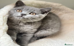 British Shorthair cats for sale: British Shorthair Male — experience needed! - Advert 6