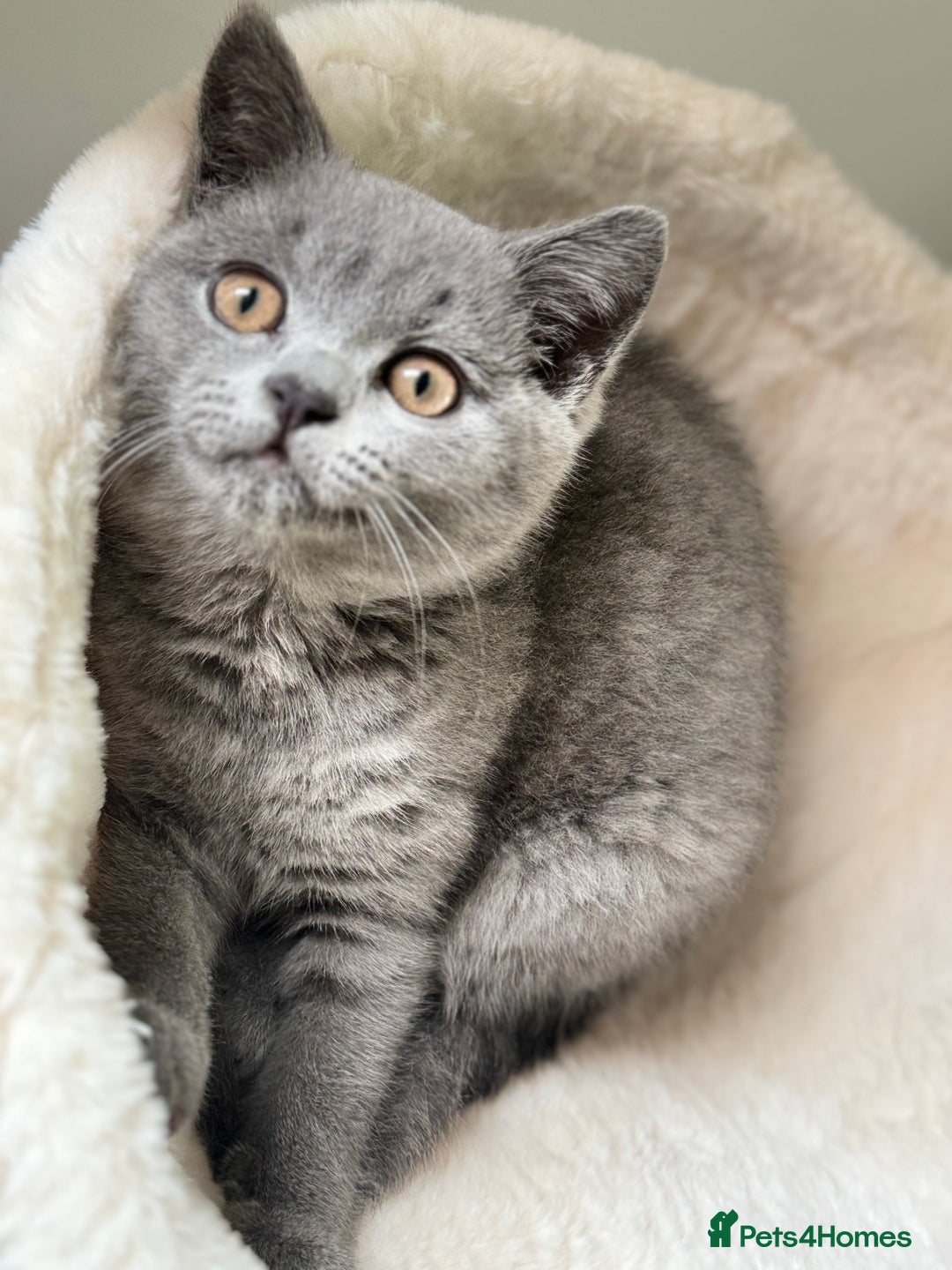 British Shorthair cats for sale: British Shorthair Male — experience needed! - Advert 6