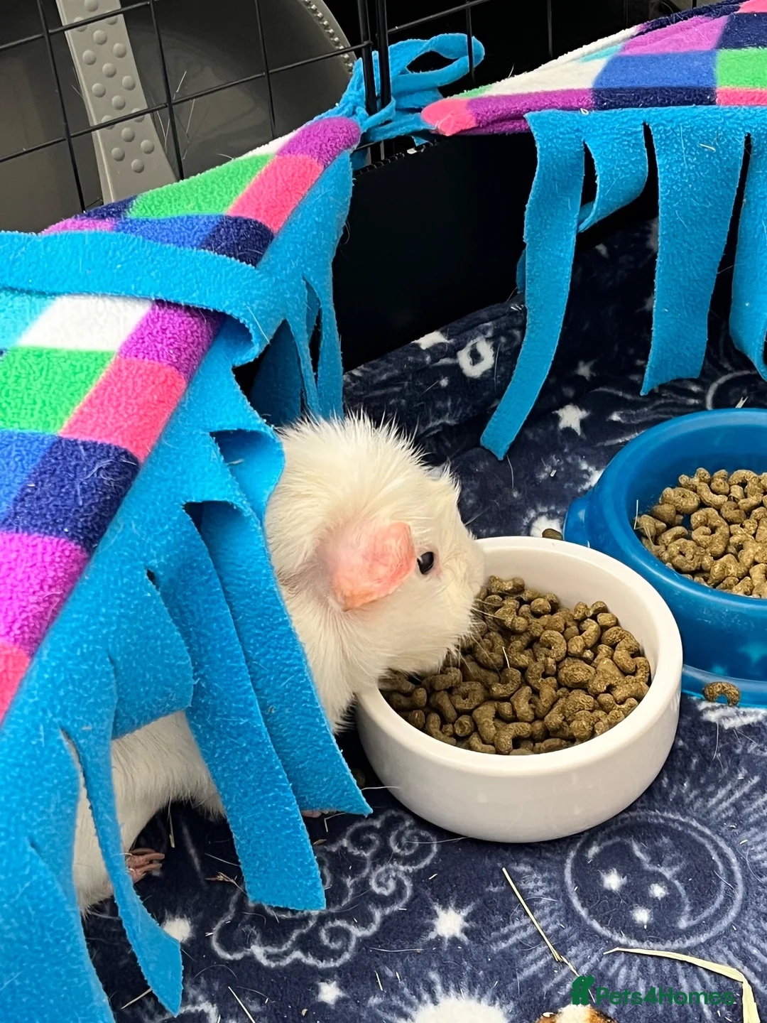 Guinea Pig rodents for sale: Arthur and Leon  - Advert 2