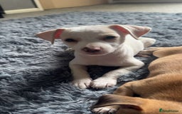 Mixed Breed dogs for adoption: Meet Hooper, currently residing in Cheshire  - Image 1