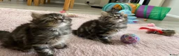 British Longhair cats for sale: 4 adorable kittens - Advert 20