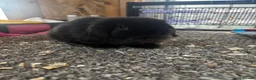 Mini Lop rabbits for sale: Baby MiniLops BRC rung and Vaccianted  - Advert 6