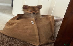 Pomeranian dogs for sale: 9 week old Miniature Pomeranian pup - Image 4