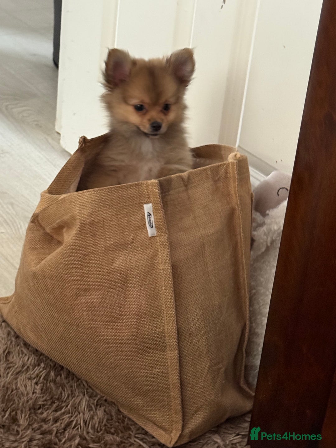 Pomeranian dogs for sale: 9 week old Miniature Pomeranian pup - Image 4