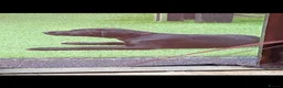 Labrador Retriever dogs for sale: DRAKESHEAD LABRADOR RETRIEVER - Advert 4
