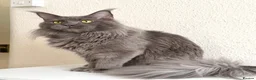 Maine Coon cats for stud: Active TICA Registered - Gentle, Friendle, Proven - Advert 4