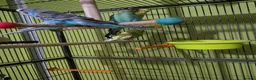 Budgerigars birds for sale: 6 budgie s - Advert 4