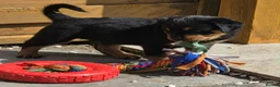Rottweiler dogs for sale: Long haired Rottweilers  - Advert 17