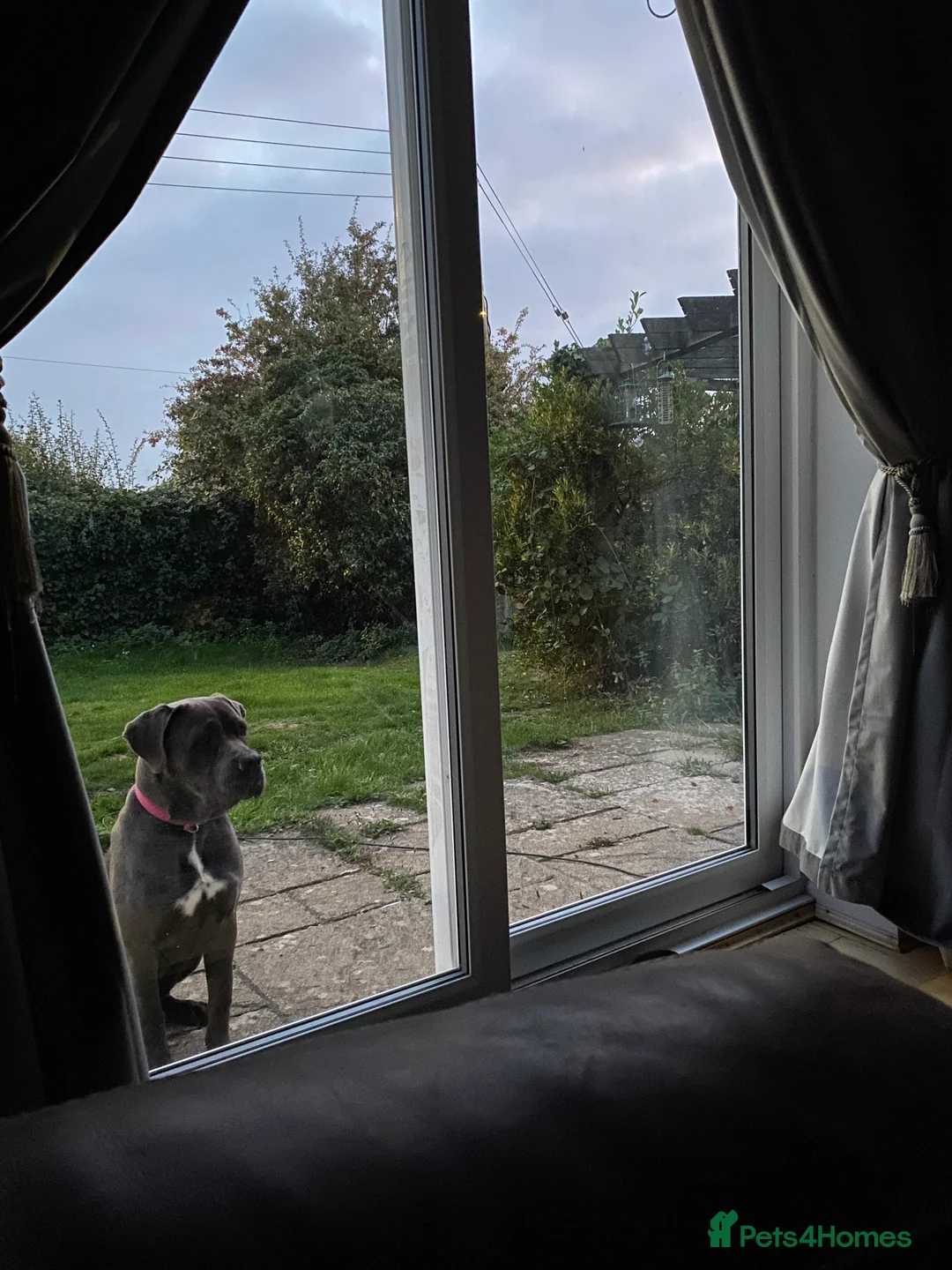Cane Corso dogs for sale:  Xena 11 month old black-collar cane corso - Advert 5