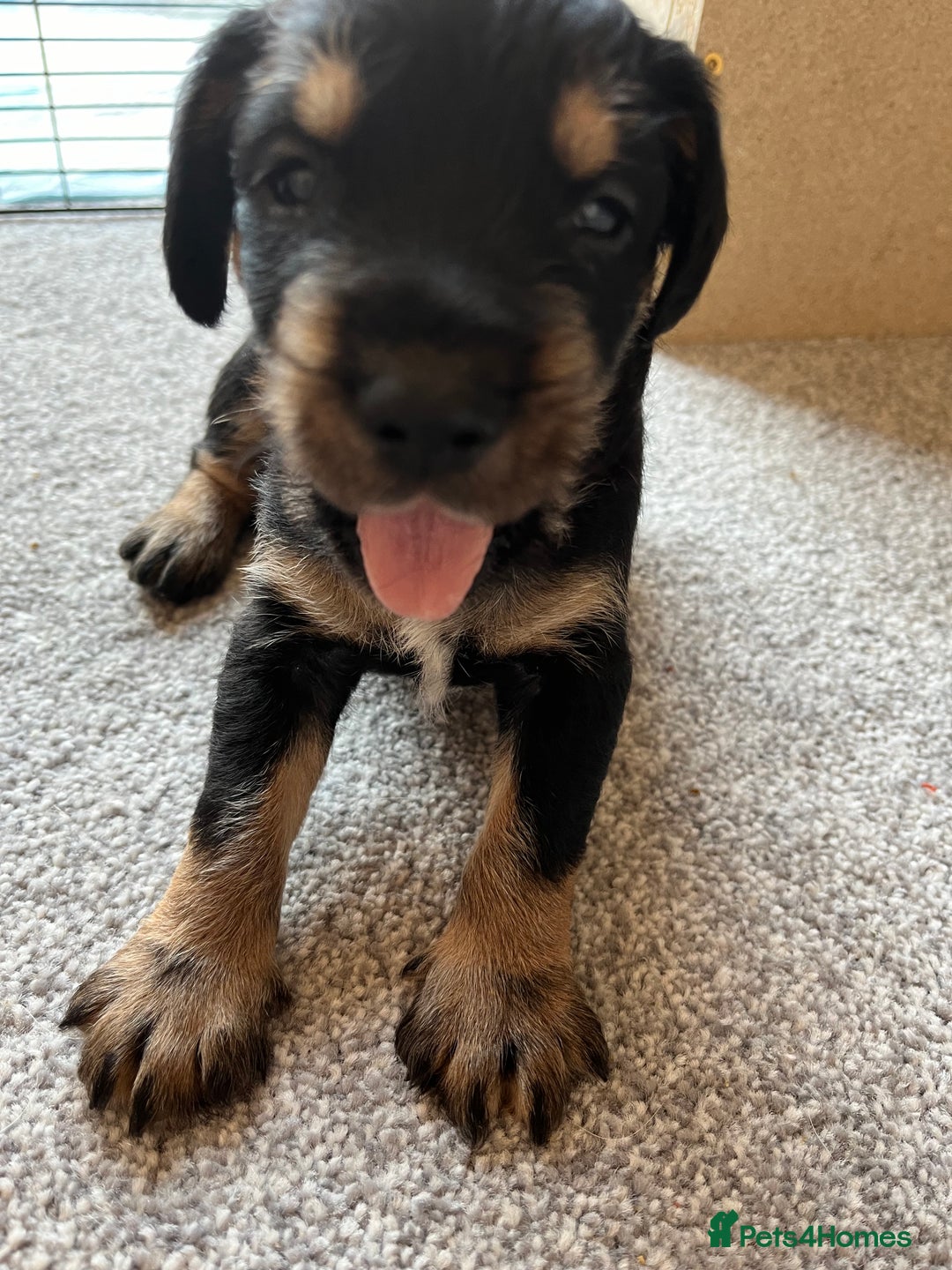 Mixed Breed dogs for sale: Schnockers  - Image 5