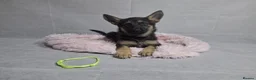 German Shepherd dogs for sale: Beautiful German shepherd puppies - Advert 2