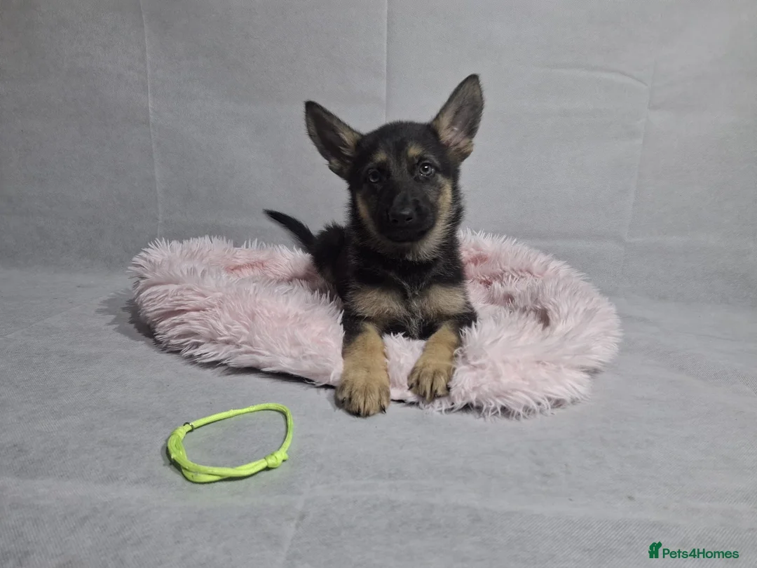 German Shepherd dogs for sale: Beautiful German shepherd puppies - Advert 2