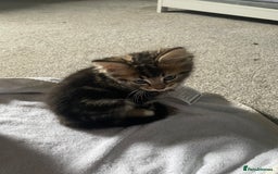 Mixed Breed cats for sale: Maine coon mixed breed  - Image 4