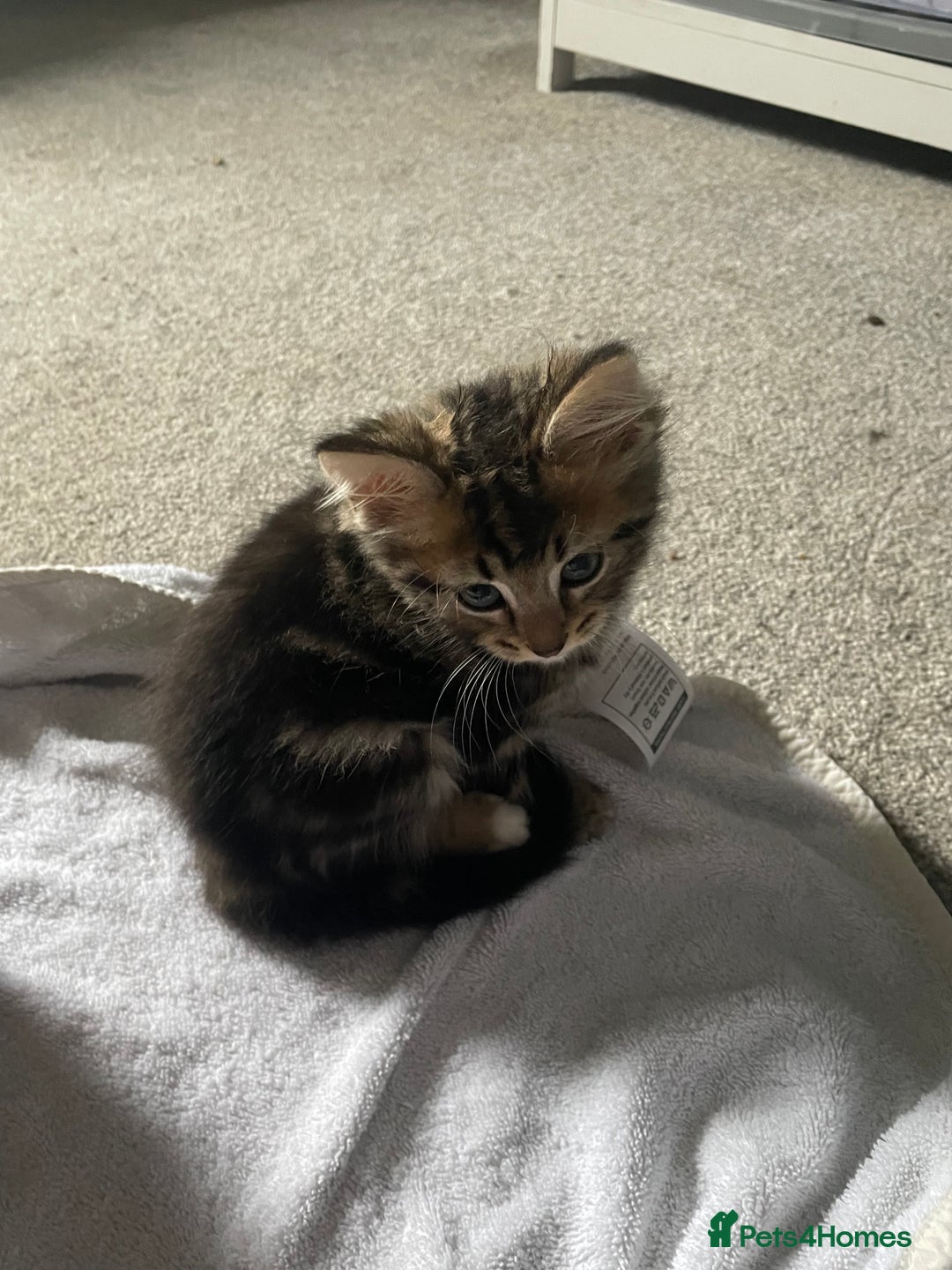 Mixed Breed cats for sale: Maine coon mixed breed  - Image 4