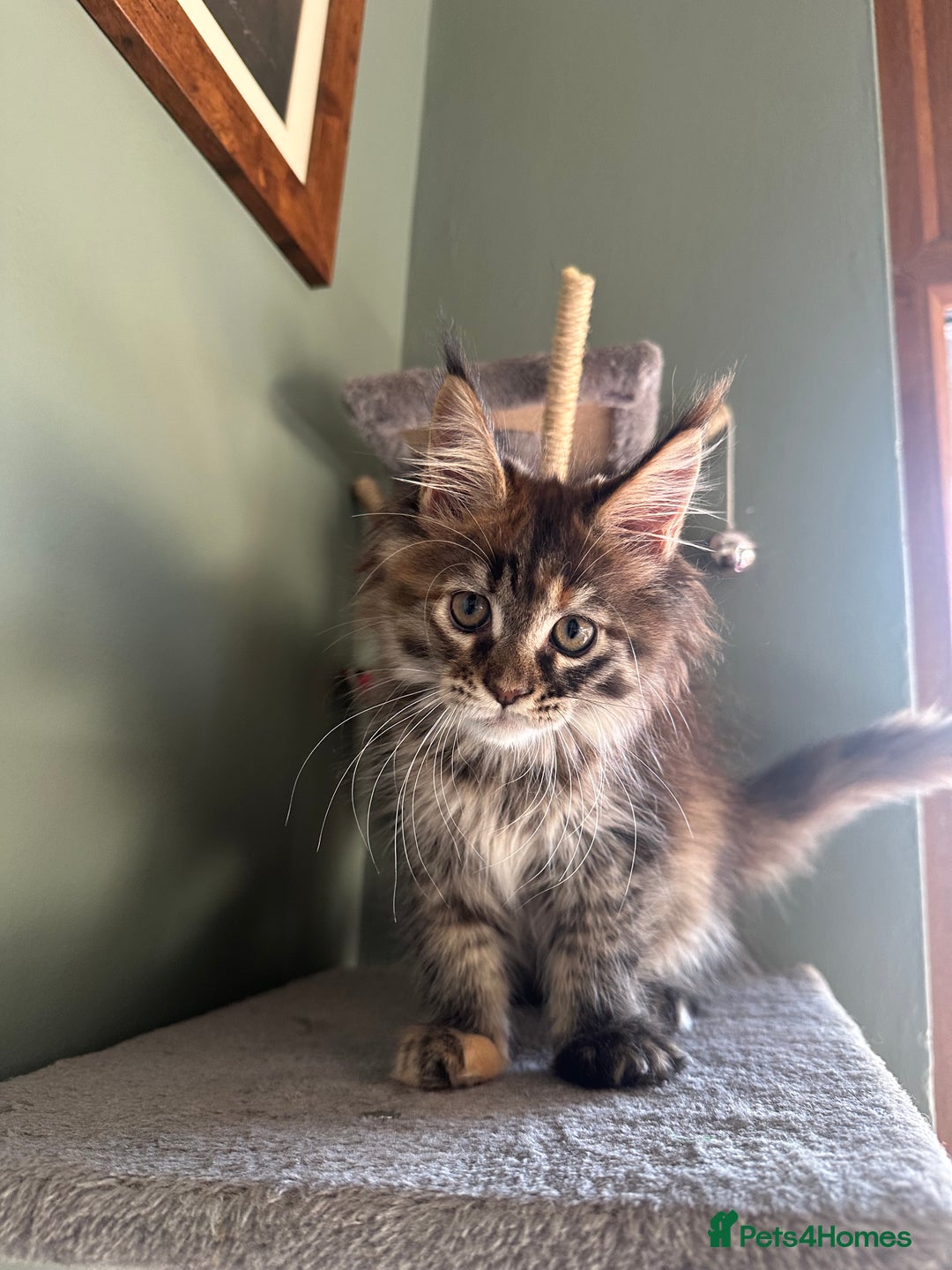 Maine Coon cats for sale: Riverbrue Maine Coon Cattery (GCCF) - Image 7