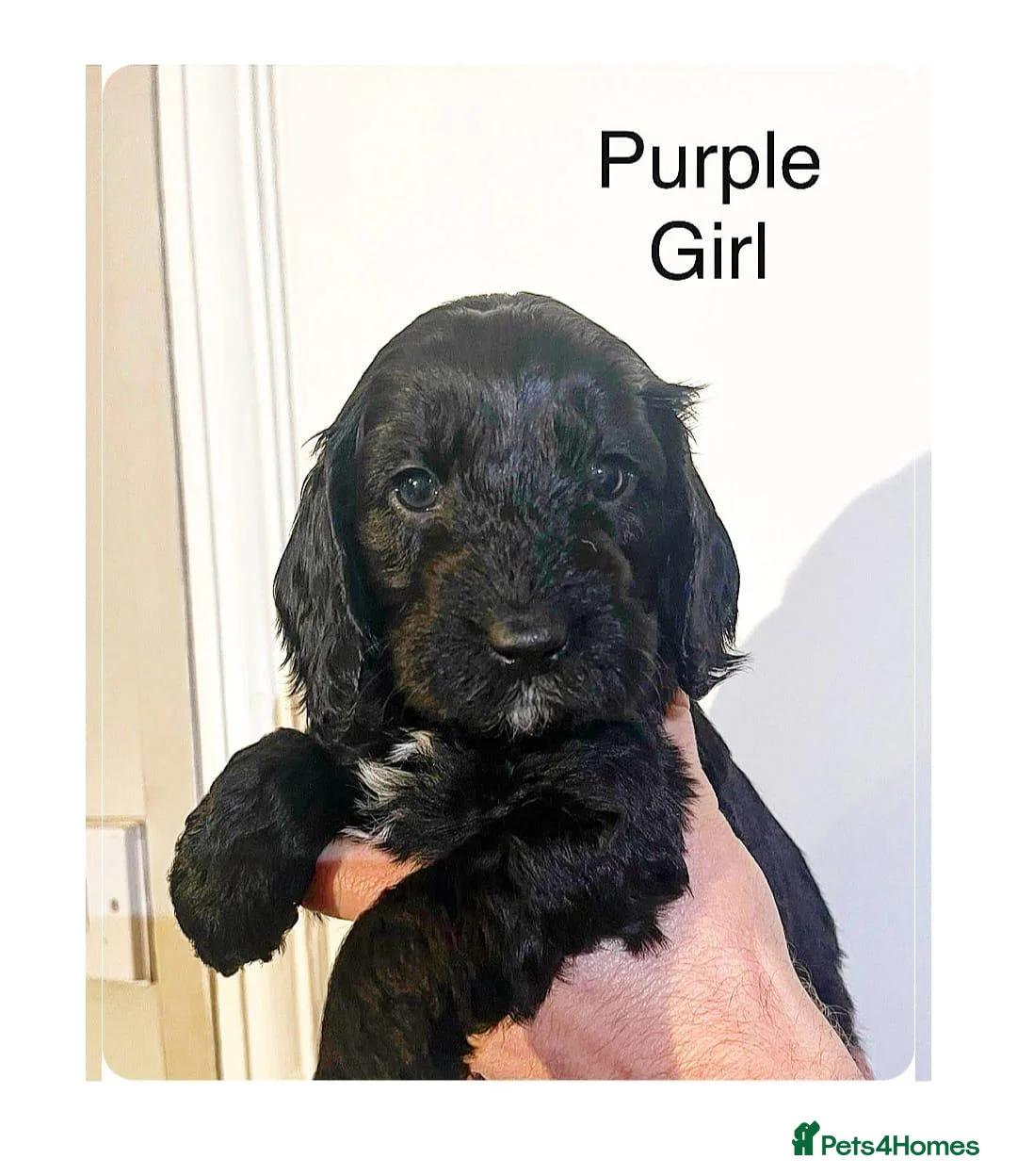 Cockapoo dogs for stud: Red f1b cockapoo health tested stud  in Swindon - Advert 16