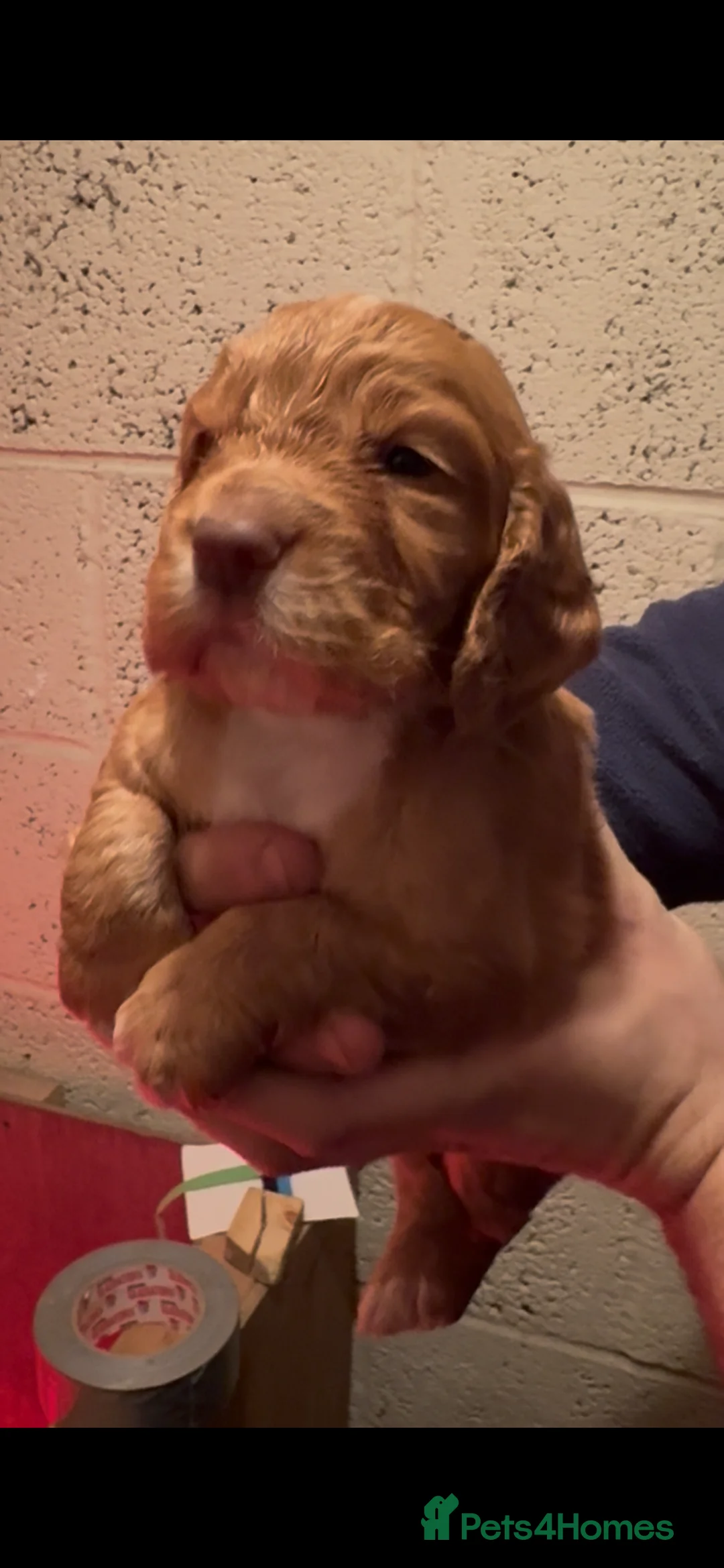 Cocker Spaniel dogs for sale: Cocker spaniel puppies  - Advert 2