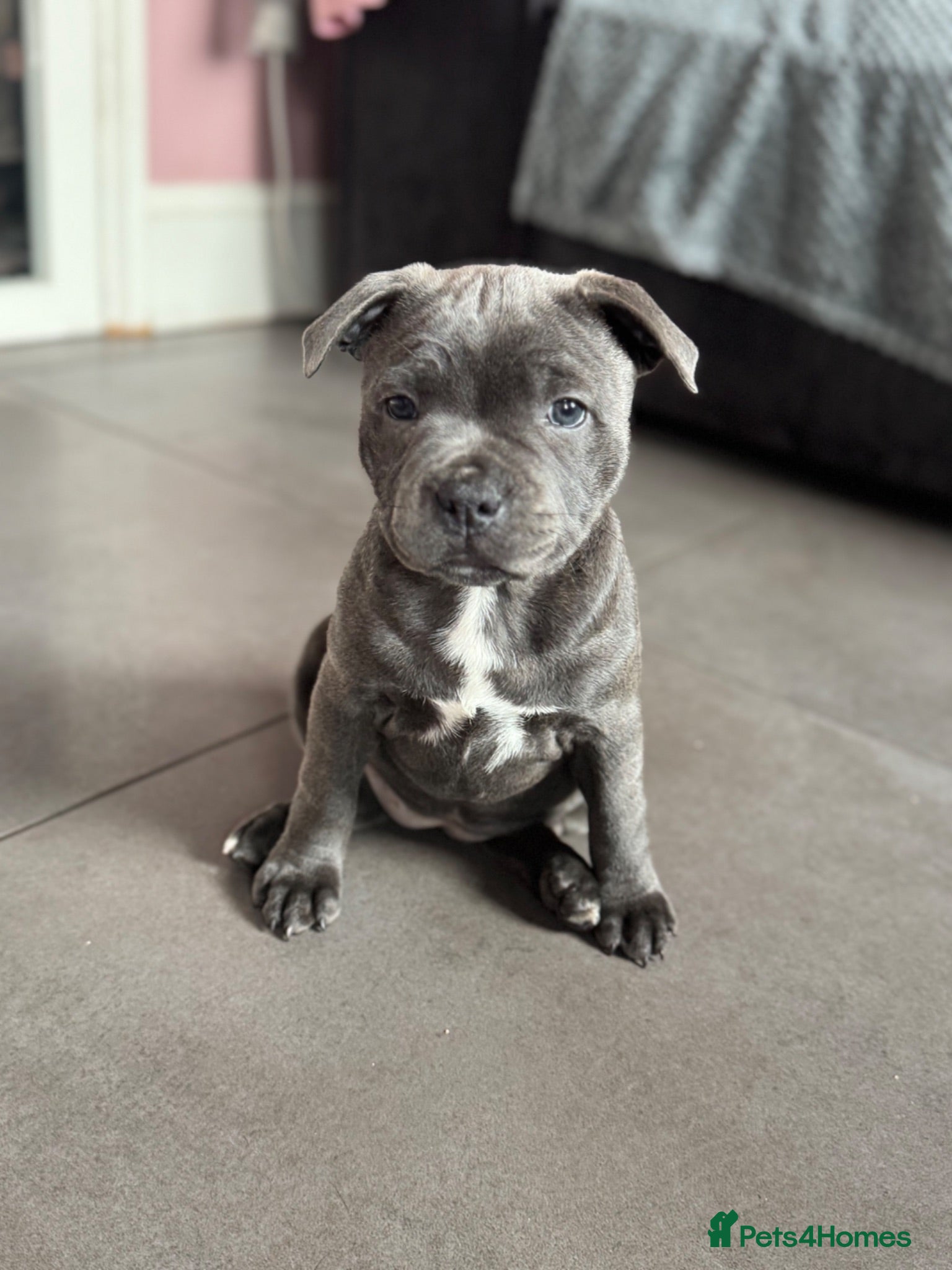 Staffordshire Bull Terrier dogs Pharaon X Piro X Bill Champion pups - Advert 2