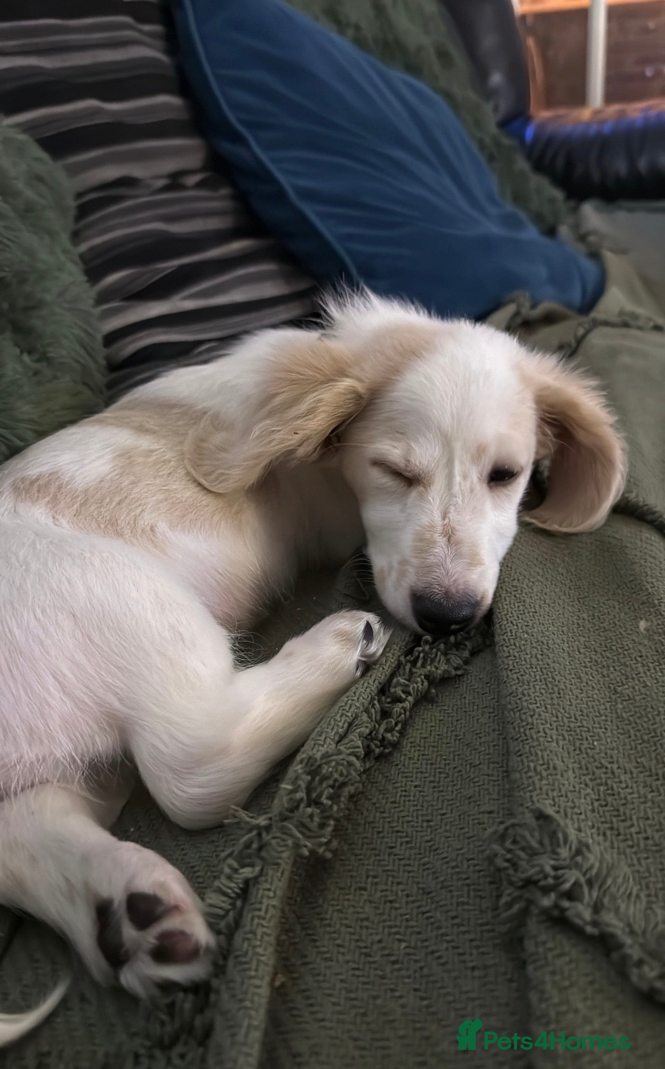 Miniature Dachshund dogs Miniature Dachshund Puppy🤎 - Advert 18