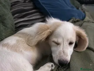 Miniature Dachshund dogs Miniature Dachshund Puppy🤎 - Advert 18