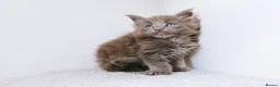 Maine Coon cats for sale: Blue maine coon kittens -DNA health tested parents - Advert 18