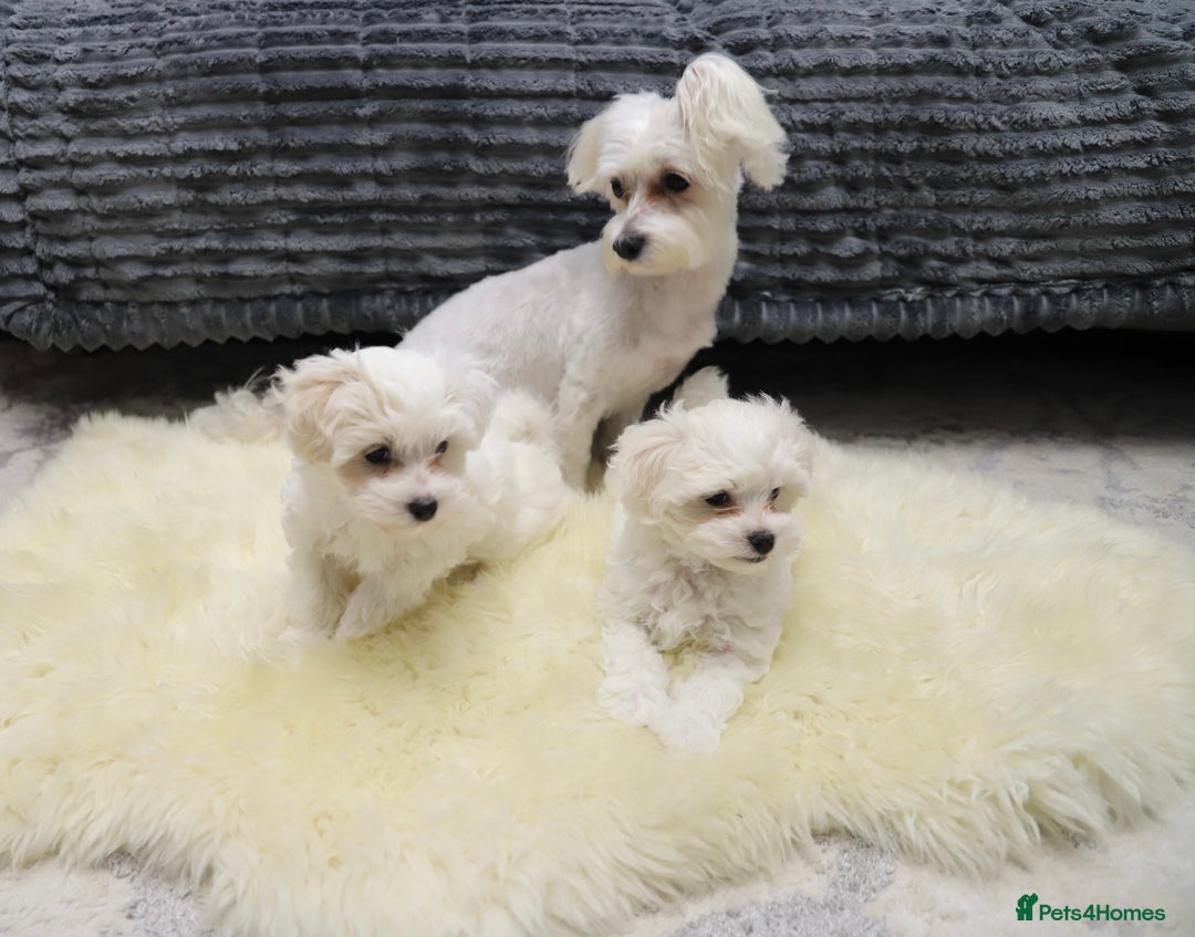 Maltese dogs for sale: Gorgeous Maltese puppies - Advert 7