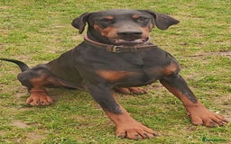 Dobermann dogs for sale: Pure bred Doberman  - Image 2