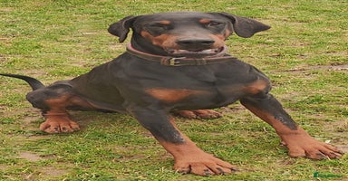 Dobermann dogs - Advert 14