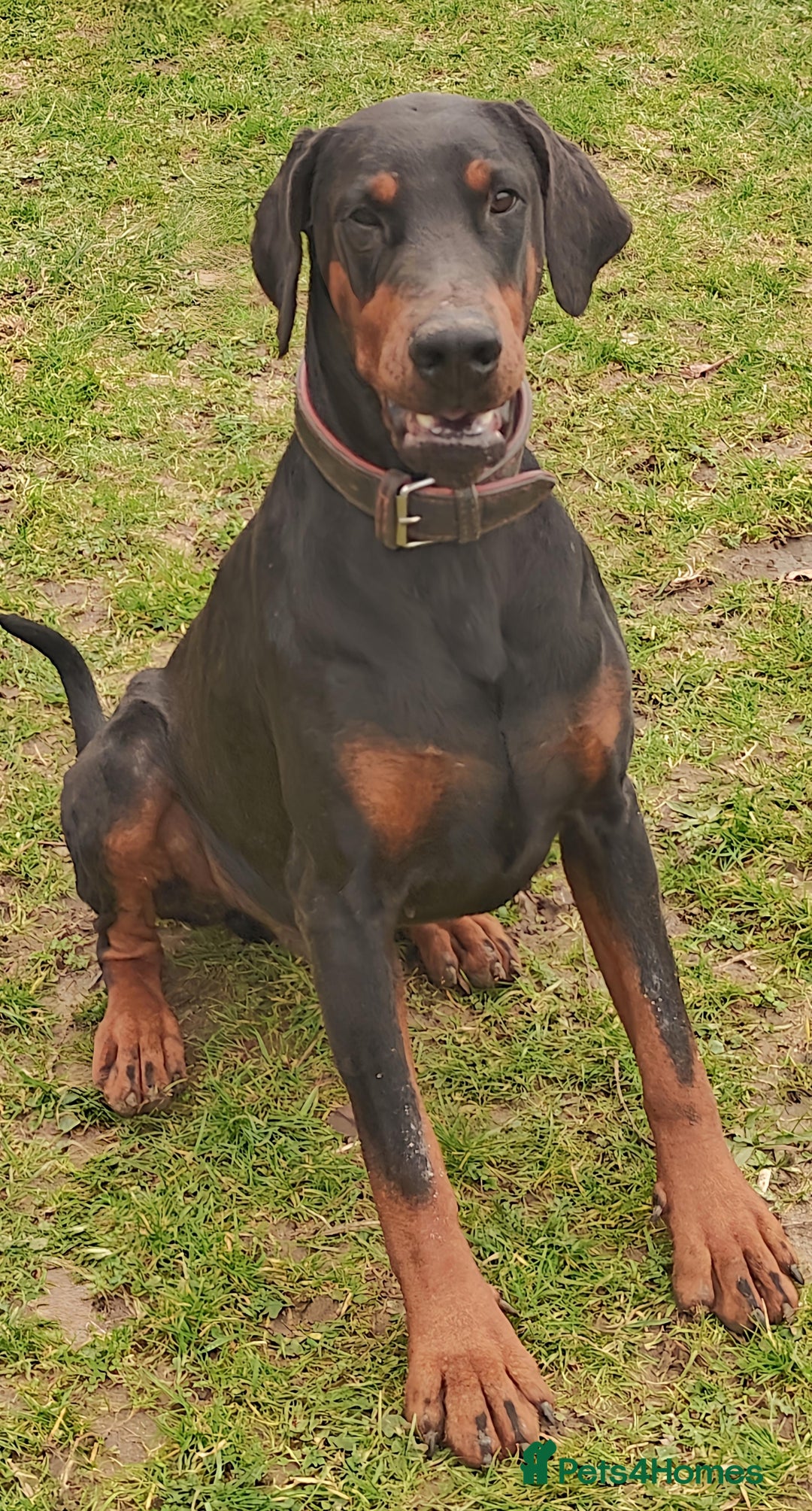 Dobermann dogs for sale: Pure bred Doberman  - Image 2