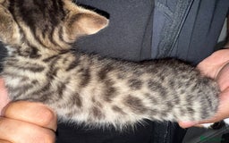 Bengal cats for sale: Bengal x Turkish Angora Kittens - Image 6