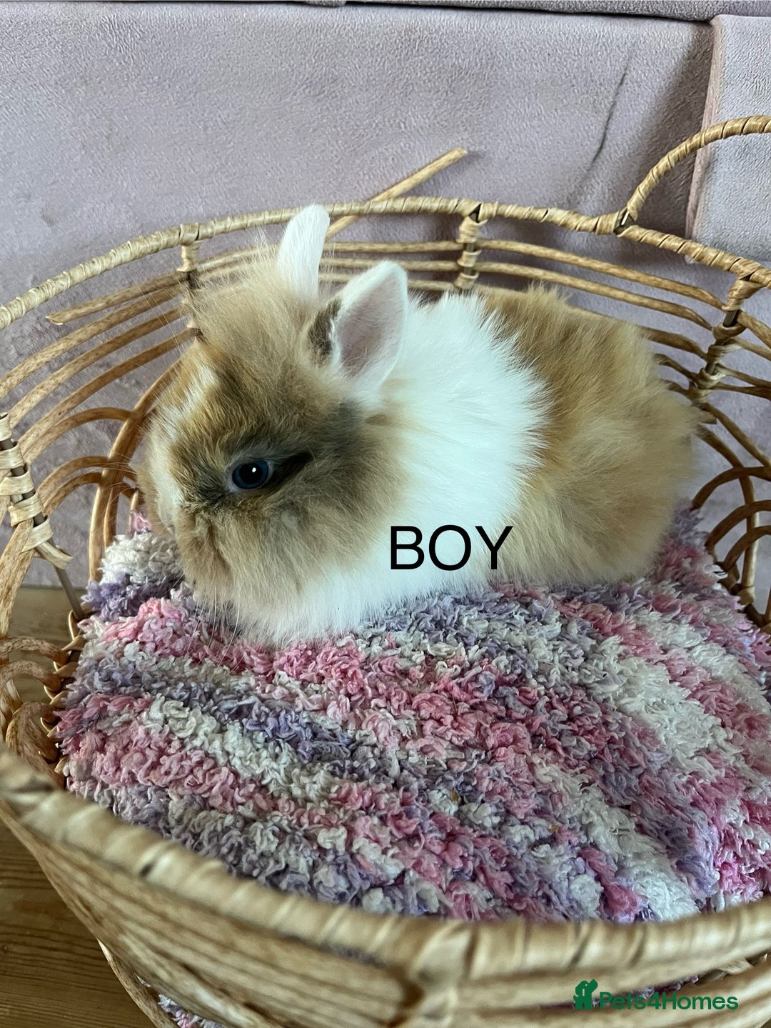 Lionhead rabbits for sale: 2 BOY LIONHEAD RABBITS READY NOW - Advert 4