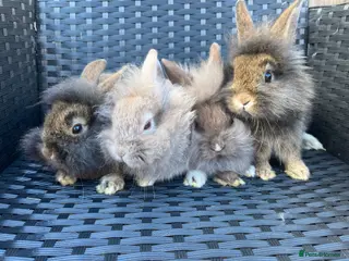 Mini Lion Lop rabbits Ready to go lionhead lops - Advert 12