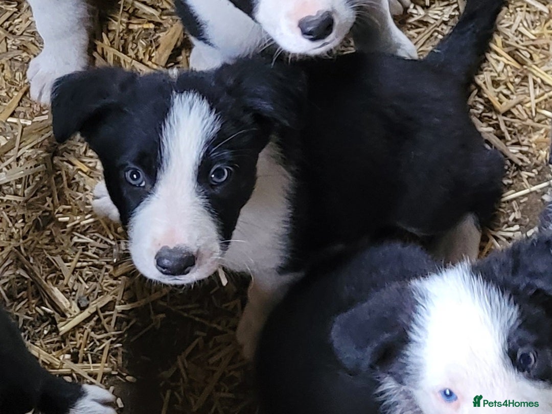Border Collie dogs for sale: collie pups for working homes - Advert 10