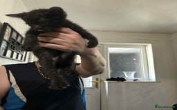 Mixed Breed cats for sale:  ****** ready to go - Image 1