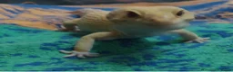 Leopard Gecko reptiles for sale: 3 leopard geckos+full setup - Advert 3