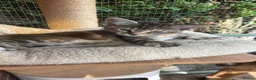 Maine Coon cats for sale:  READY TODAY Maine Coon Kittens - Advert 12
