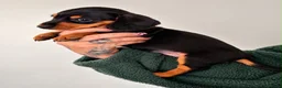 Dachshund dogs for sale: Playful dachshunds for sale  - Advert 5