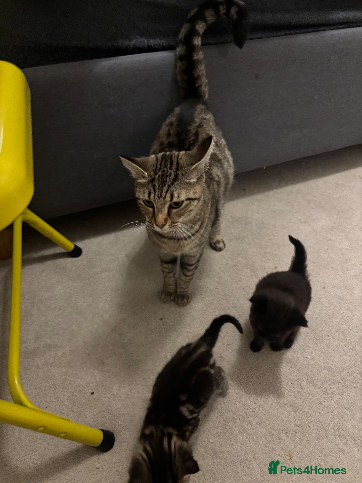 Mixed Breed cats Beautiful Healthy Kittens Ready for Loving Homes - Advert 15