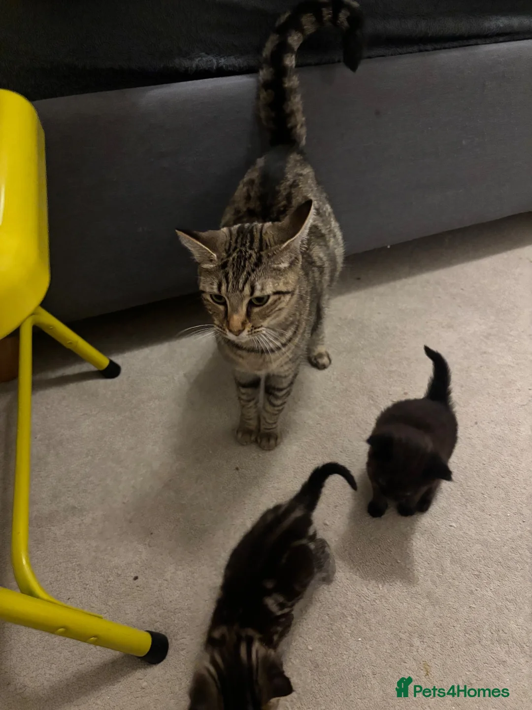 Mixed Breed cats for sale: Beautiful Healthy Kittens Ready for Loving Homes in Swindon - Advert 1
