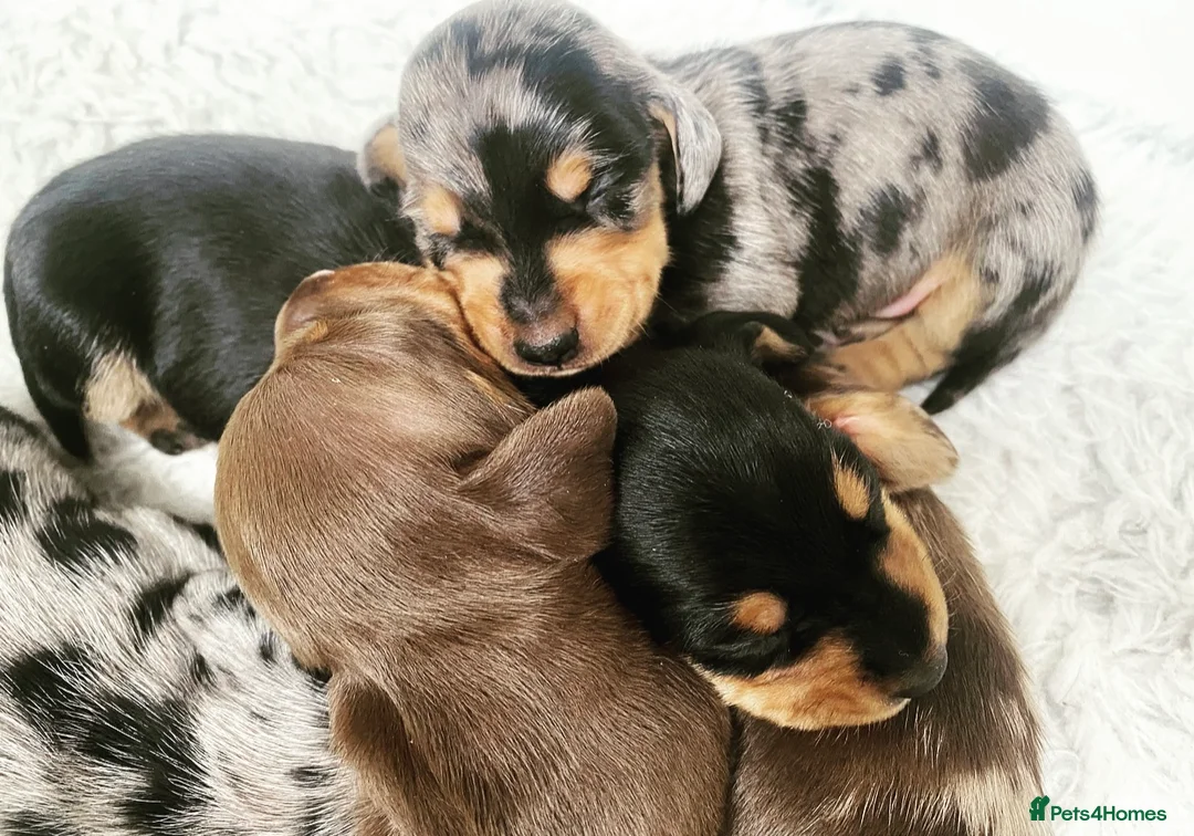 Miniature Dachshund dogs for stud: Kc reg IVDD screened pra clear mini smooth  in Newton Abbot - Advert 35