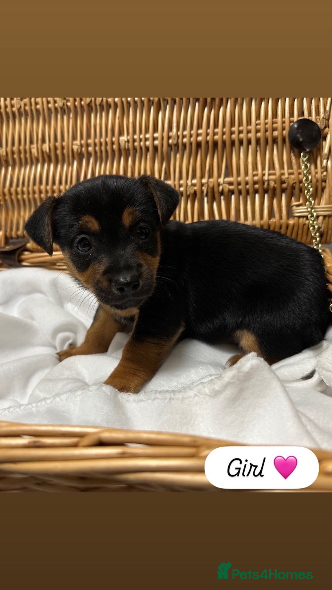 Jack Russell dogs for sale: Jack Russel Puppies  - Advert 3