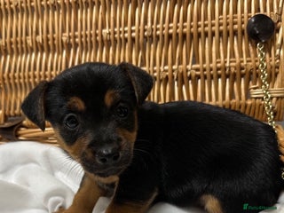 Jack Russell dogs Jack Russel Puppies - Advert 6