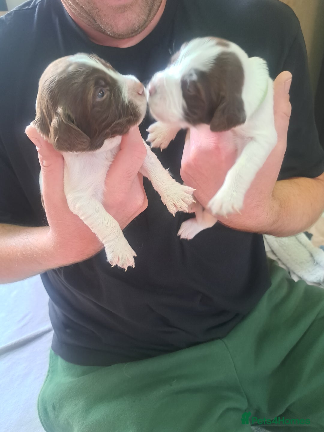 English Springer Spaniel dogs for sale: English springer spaniel pups - Image 3
