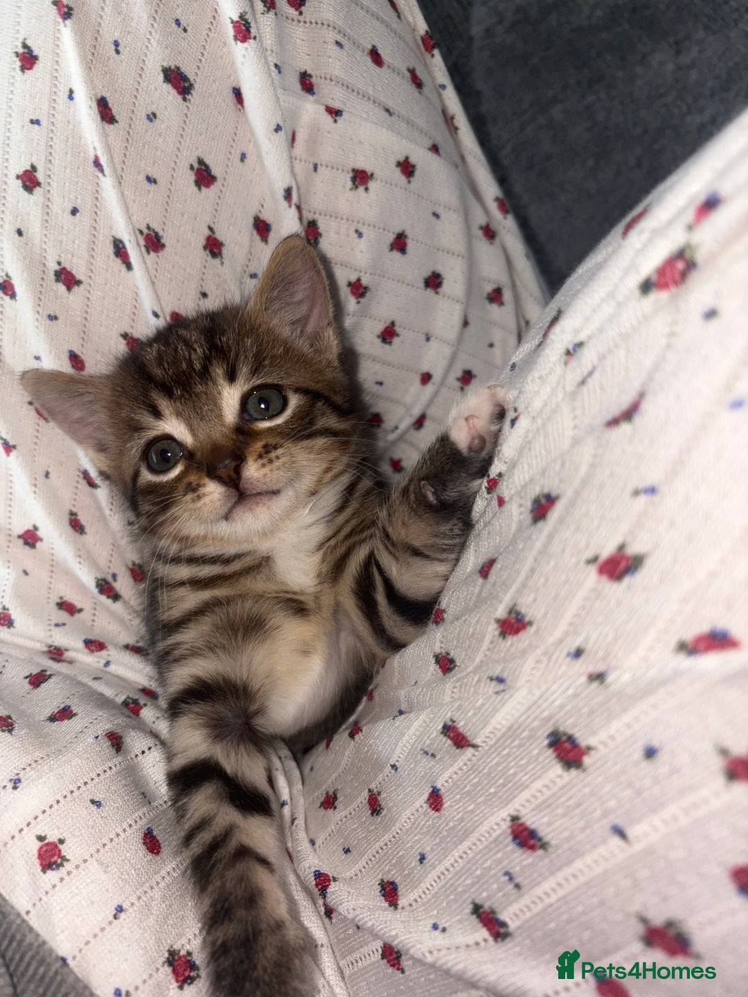 British Shorthair cats for sale: One gorgeous male tabby  - Advert 3