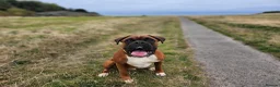 Boxer dogs for sale: 🌟🐾 KC REG, HS-0 BOXER PUPS, BOB/TAIL 🐾🌟  - Advert 32