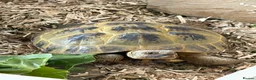 Tortoise reptiles for sale: Female Horsefield Tortoise  in Nottingham - Advert 1
