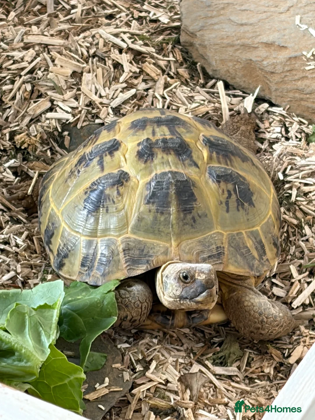 Tortoise reptiles for sale: Female Horsefield Tortoise  in Nottingham - Advert 1